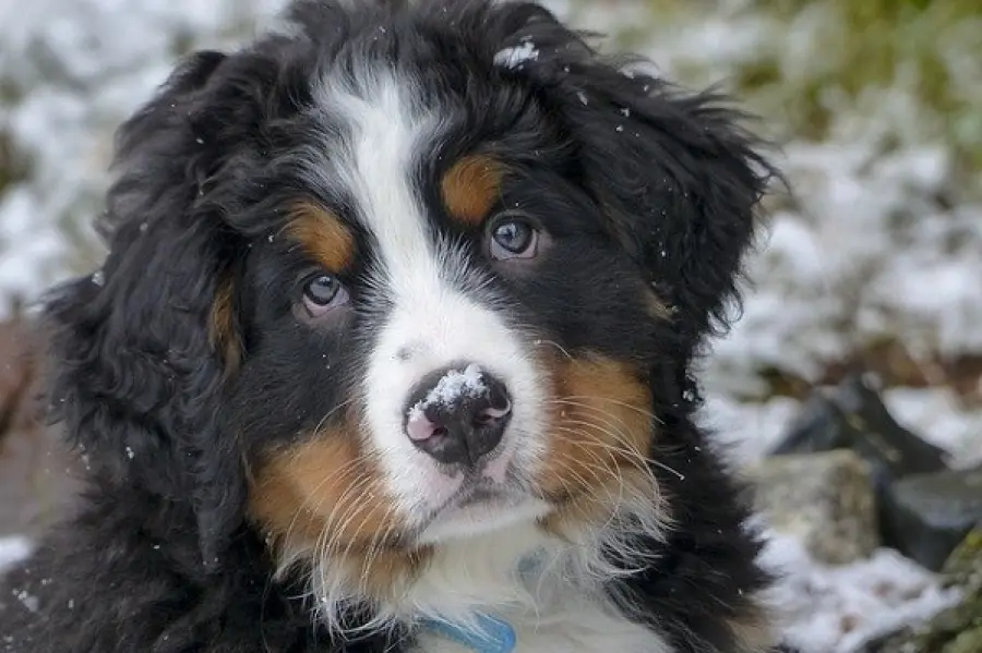 Disturbo compulsivo del cane: sintomi e cure