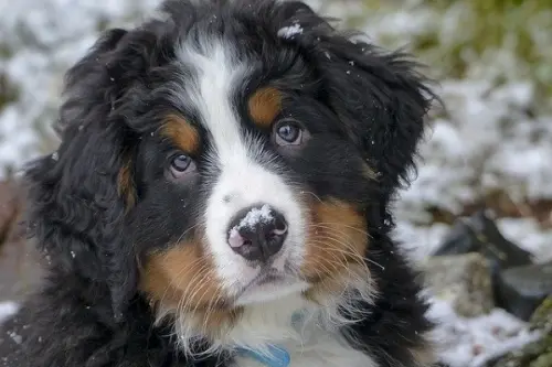 Disturbo compulsivo del cane: sintomi e cure