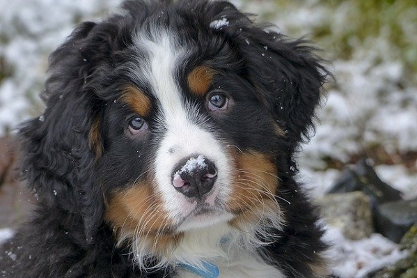 Disturbo compulsivo del cane: sintomi e cure