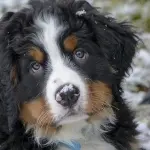 Disturbo compulsivo del cane: sintomi e cure