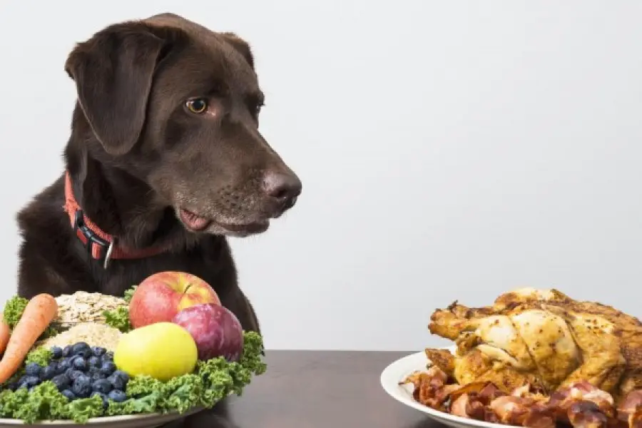 Alcune cose da sapere sull'alimentazione dei cani