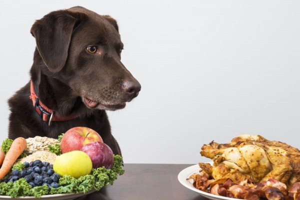 Alcune cose da sapere sull'alimentazione dei cani
