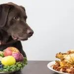 Alcune cose da sapere sull'alimentazione dei cani