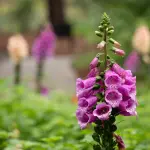 Quali sono i migliori giardini d’Italia? Ecco un elenco utile