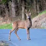 Un problema dei casolari di campagna: gli animali selvatici