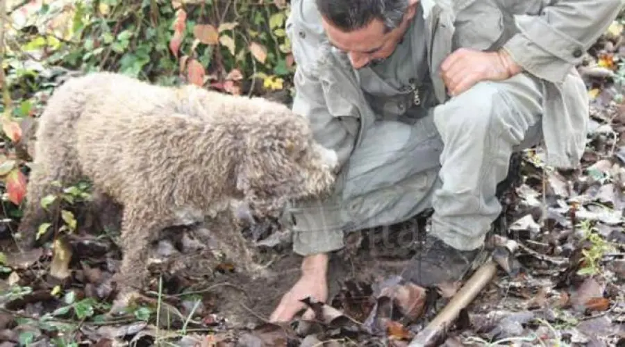 Arriva la tassa per i Tartufai