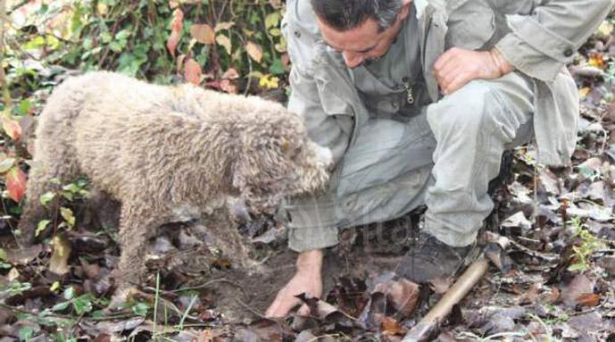 Arriva la tassa per i Tartufai
