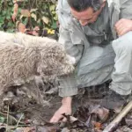 Arriva la tassa per i Tartufai