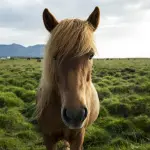 Come scegliere la spazzola per cavalli migliore?