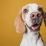 Cannabis light per animali domestici: ecco cosa sapere